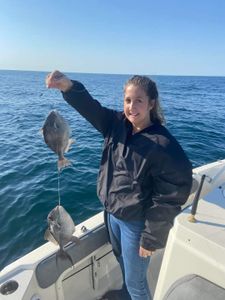 Two Grey Triggerfish, 11 inches long, caught while fishing in FL