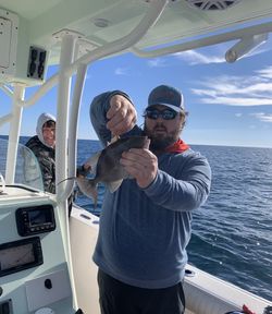 Grey Triggerfish caught while fishing in Niceville FL waters