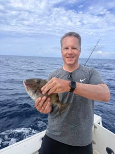 Grey triggerfish catch from Niceville FL fishing trip
