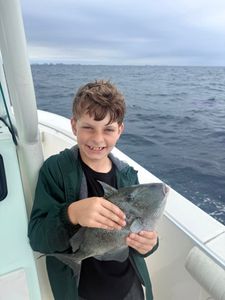 Grey triggerfish caught fishing in Niceville FL