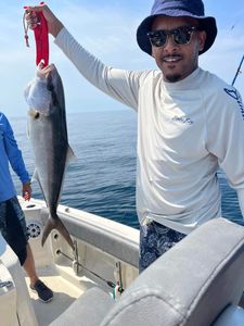 Longfin Yellowtail fish caught by one person in Niceville
