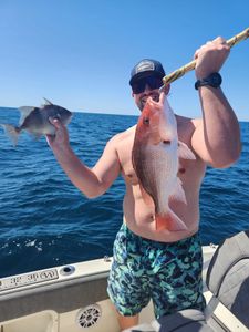 Two grey triggerfish caught while fishing in FL