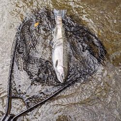 Caught in the heart of NY: A lone fishing adventure