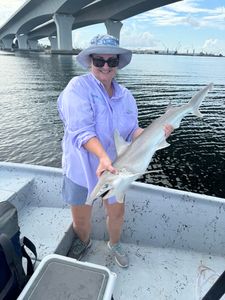 Bonnethead shark caught while fishing in Panama City