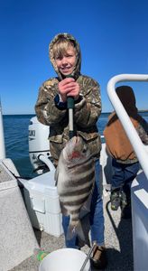 Sheepshead fish caught while fishing in Florida