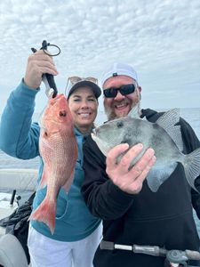 Two grey triggerfish caught by fishermen in Florida