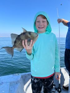 A grey triggerfish caught while fishing in Panama City