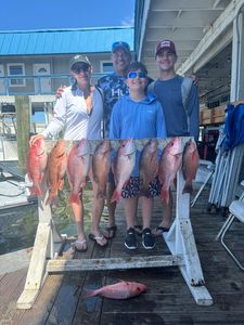 10 grey snapper fish caught in Panama City