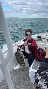 A sheepshead fish caught in FL