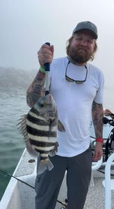 Sheepshead fish caught while fishing in Florida
