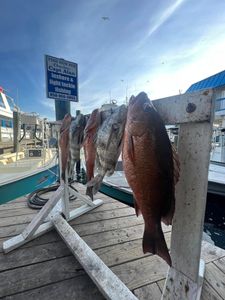 Two sheepshead fish caught in FL