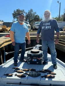 Two sheepshead fish caught while fishing in Panama City