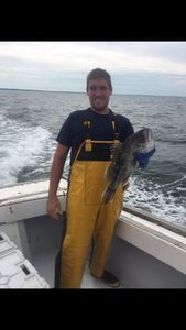 Black Sea Bass Blast In Massachusetts 