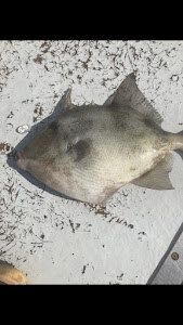 Scup Fishing Adventure In Massachusetts 