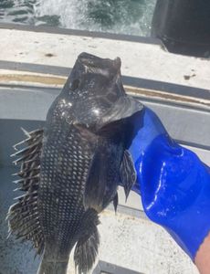 Fish-Species