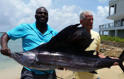 A single Atlantic Sailfish caught while fishing in Buccoo