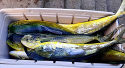 Two fish caught in Buccoco while fishing
