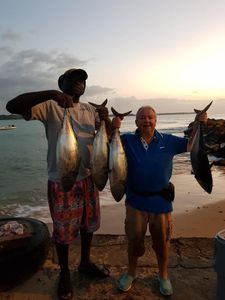 4 atlantic bonito and spotted weakfish, fishing in buccoo