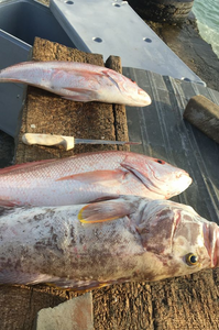 Three fish caught during a fishing trip in Buccoco