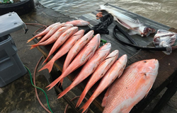 Two small fishing catches in Buccoo