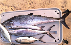 Four king mackerel and spanish mackerel caught in Buccoo