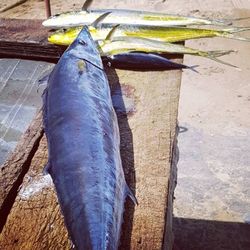 A fishing rod and reel in Buccoo