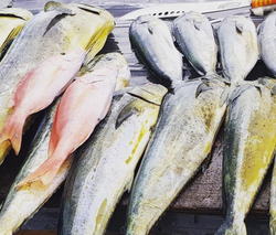 Four fish caught in Buccoo during a fishing trip
