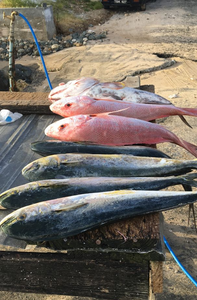 Three fishing rods at the beach in Buccoo