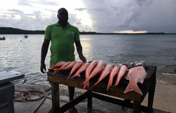 Two small fish caught while fishing in Buccoo