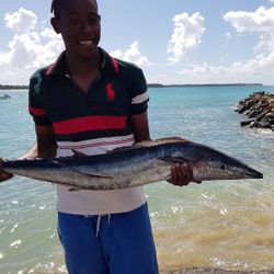 Photograph of a single wahoo fish caught during fishing in Buccoo