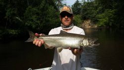 Chinook salmon caught in MI