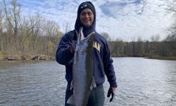 Chinook Salmon caught while fishing in MI