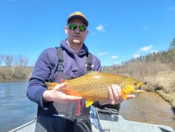 A single sea trout measuring 18 inches, caught while fishing in Custer