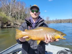 A fisherman holding a large sea trout in MI