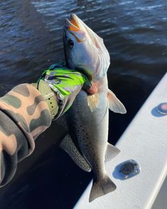 Fish-Species