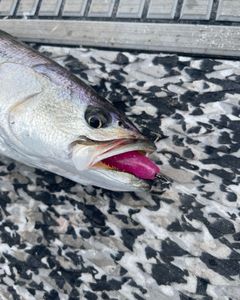 Hook , Line, Sinker and Catch In NC