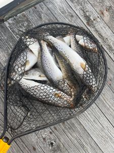 Explore the waters of Eastern North Carolina.