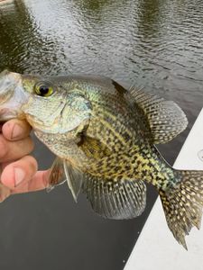 Tight lines in Eastern North Carolina.