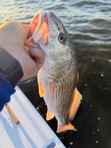 Discover fishing in Eastern North Carolina.