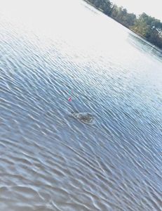 Pungo creek with a popping cork to catch seatrout