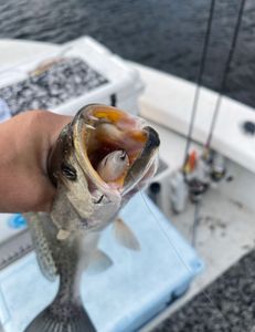 Tight lines with lots of Speckled Trout 