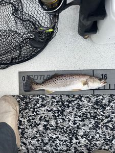 Delicious Speckled Trout here in NC 