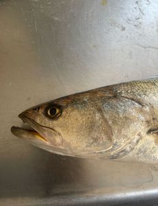 Eastern NC Trout about to meet the grease