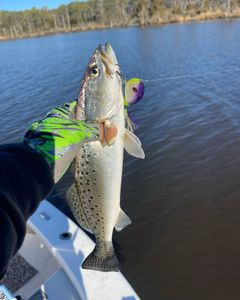 Fish-Species