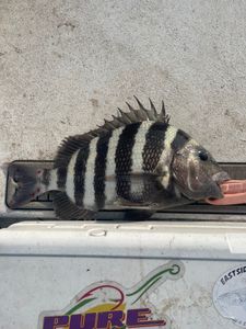 Sheephead pulling the line tight 