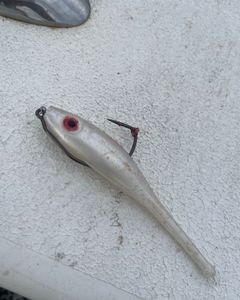 Slick Lure was the bait of choice 