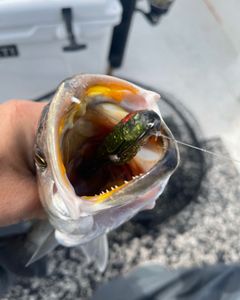 Eastern North Carolina does it again 