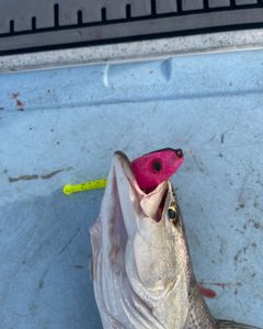 Screaming drag here in Washington NC 