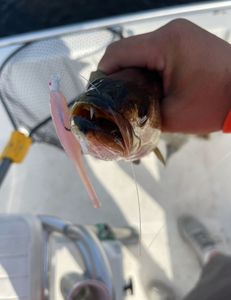Fish-Species