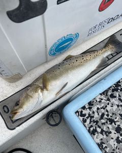 Speckled perfection in every catch.